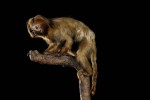 tamarin lion