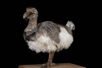 1095-Dodo