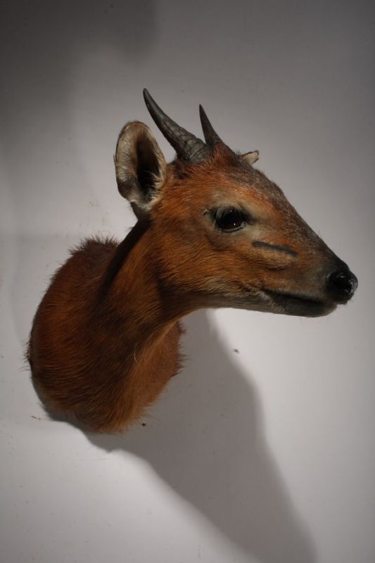 Red-flanked duiker - Wikipedia