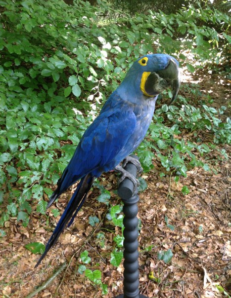 Hyacinth macaw (3)
