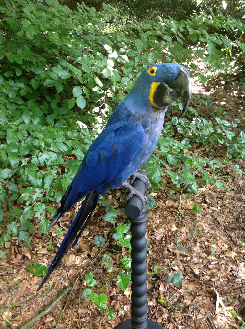 Hyacinth macaw (3)