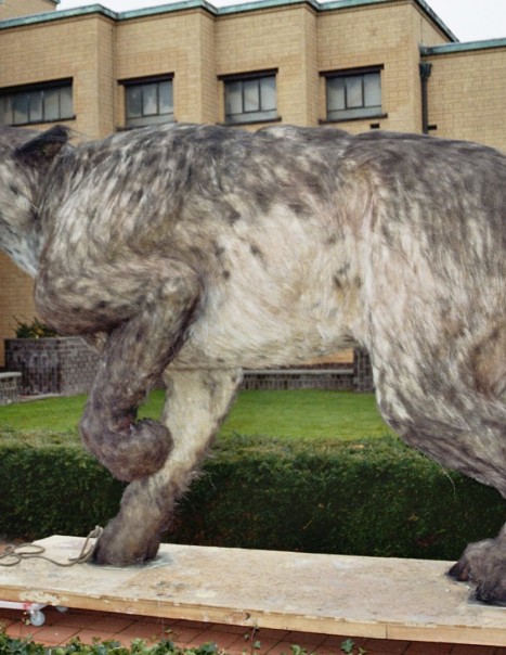 Andrewsarchus mongoliensis