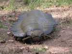 Web Arthropleura 003