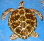 green sea turtle