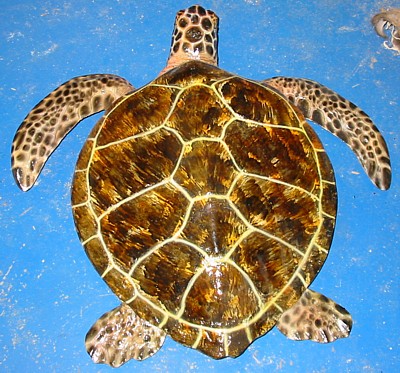 Tortue verte