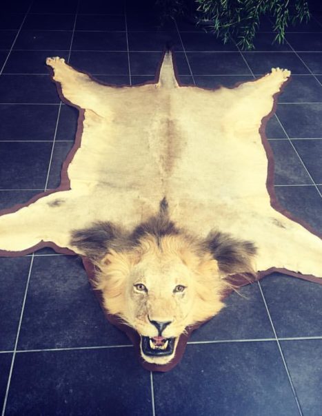 1774-carpette-lion-467x604.jpg