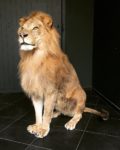2011 lion