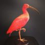 2586 ibis rouge