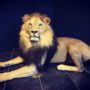 2476 lion à crinière